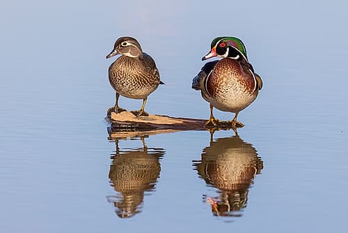 Wood duck male and female on log in wetland, Marion County, Illinois. Animals Print